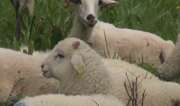 Fermierii se plang ca au ramas cu miei dupa Paste si nu au cu ce sa ii hraneasca. "Mergi pe minus in fiecare an"