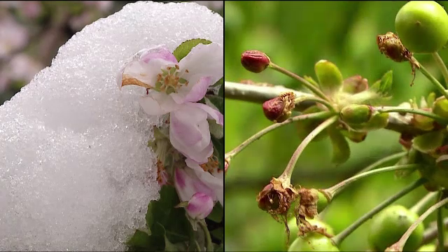 Primele cirese au aparut in piete, insa sunt putine si scumpe. Cat costa in medie un kilogram