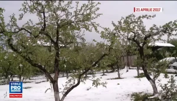 Primele cirese au aparut in piete, insa sunt putine si scumpe. Cat costa in medie un kilogram