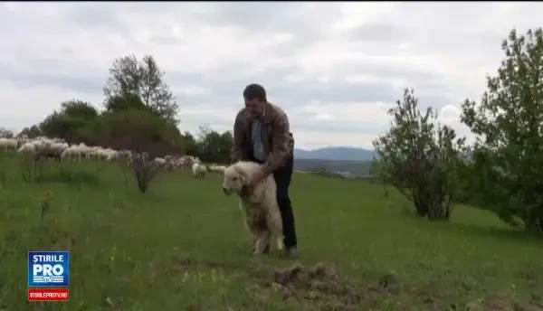 Fermierii se plang ca au ramas cu miei dupa Paste si nu au cu ce sa ii hraneasca. Mergi pe minus in fiecare an