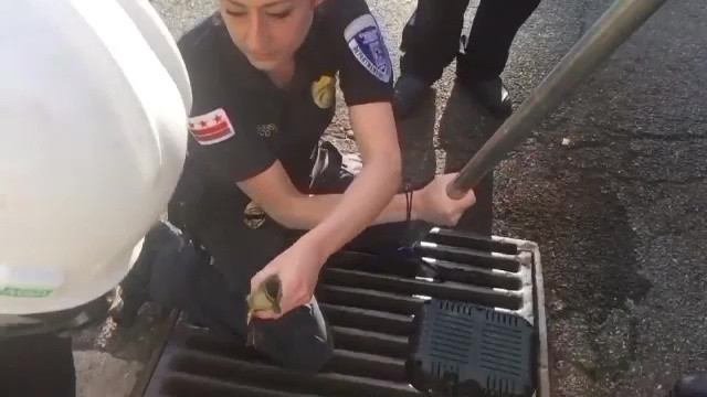 Operatiune delicata de salvare pentru pompierii americani, care au avut de eliberat 8 boboci de rata captivi intr-un canal