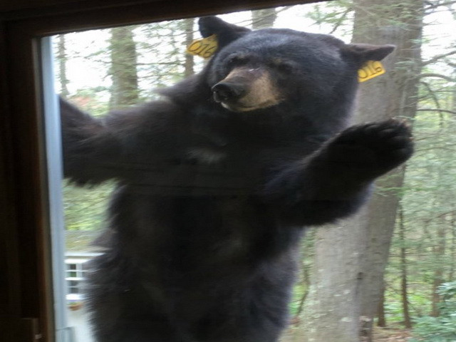 Aparitia unui urs la geamul sau a ingrozit-o pe o americanca, care si-a alertat vecinii. Ce isi dorea ursul sa obtina