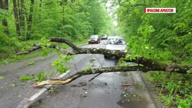 Din cauza ploii, un copac s-a prabusit pe marginea drumului, la iesire din Pitesti. Ce anunta meteorologii
