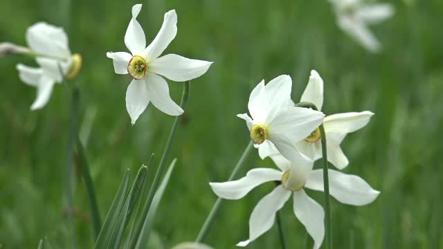 Narcisele salbatice, ascunse in Muntii Apuseni, atrag turisti din toata lumea. Minunatiile pe care nimeni nu le promoveaza