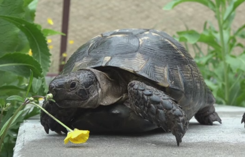 Comertul ilegal cu testoase ocrotite de lege, la un nivel ingrijorator. Preturile cu care se vand pe internet