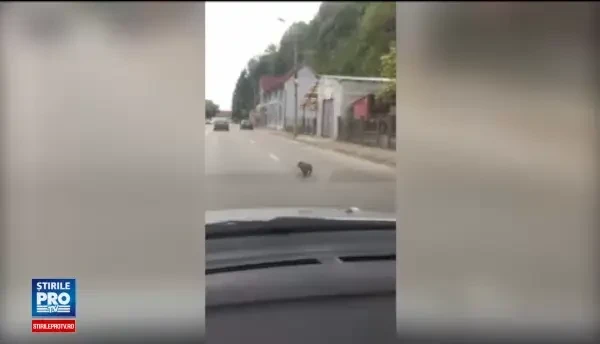 Mistretii dintr-o padure de langa Dej au distrus culturile fermierilor. Pagubele imense de care se plang oamenii