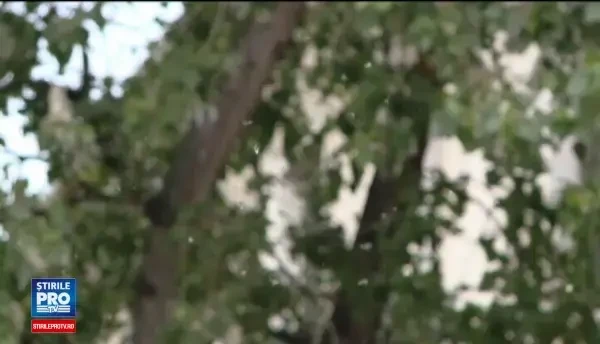 Puful plopilor declanseaza alergiile a mii de romani in aceasta perioada. Decizia luata de autoritatile din Timisoara