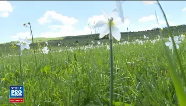 Narcisele salbatice, ascunse in Muntii Apuseni, atrag turisti din toata lumea. Minunatiile pe care nimeni nu le promoveaza