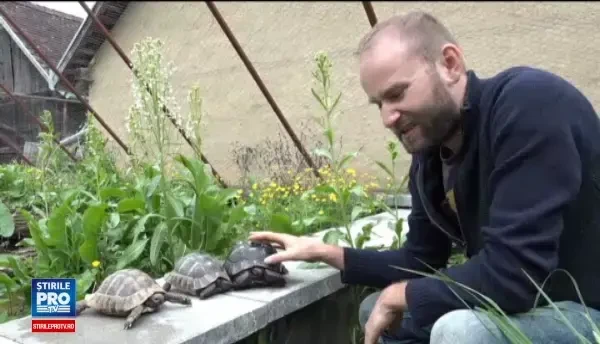 Comertul ilegal cu testoase ocrotite de lege, la un nivel ingrijorator. Preturile cu care se vand pe internet