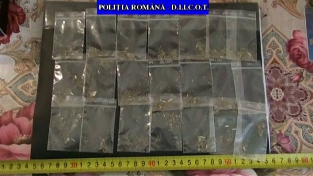 Operatiune antidrog in Prahova. 50 de persoane, audiate intr-un dosar de trafic cu etnobotanice