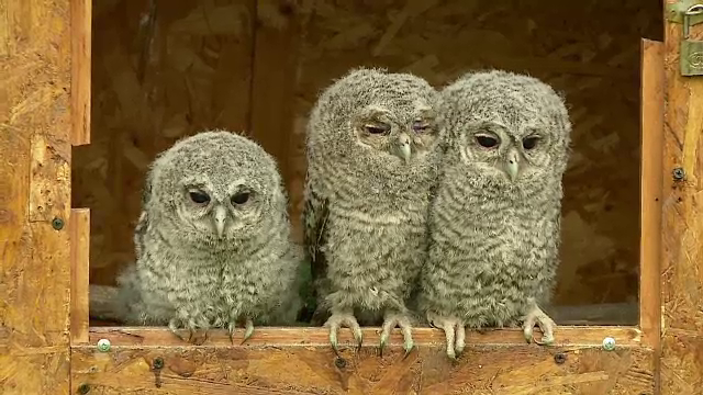 Mai, Iunie si Iulie, trei pui de bufnita salvati de la moarte. Pasarile vor fi invatate sa supravietuiasca in salbaticie