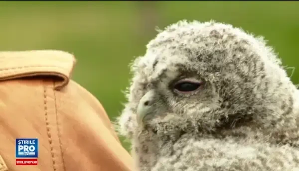 Mai, Iunie si Iulie, trei pui de bufnita salvati de la moarte. Pasarile vor fi invatate sa supravietuiasca in salbaticie