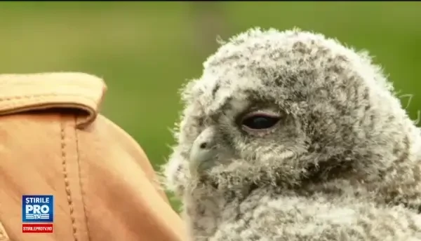 Mai, Iunie si Iulie, trei pui de bufnita salvati de la moarte. Pasarile vor fi invatate sa supravietuiasca in salbaticie