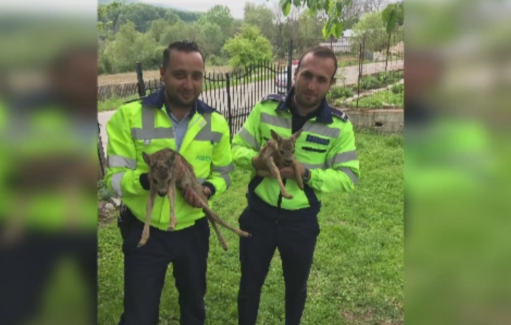 Doi pui de caprioara rataciti de mama lor si in pericol sa fie atacati de caini, salvati de politistii din Valcea
