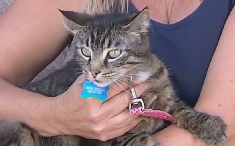 O pisica din SUA s-a pierdut de stapani si a fost gasita la 2.400 de kilometri de casa. Cum a fost posibil