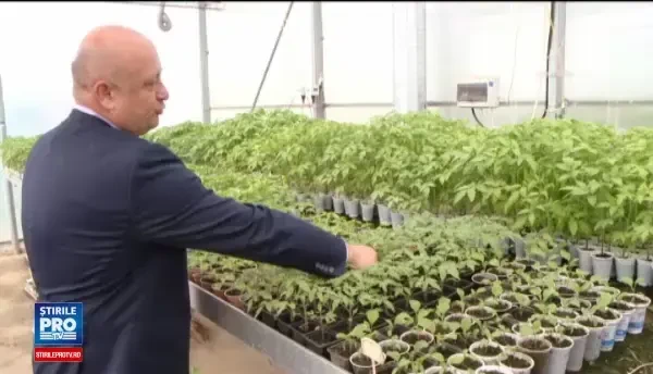 Cum arata rosia romaneasca perfecta si ce gust are. Creatia cercetatorilor de la Facultatea de Stiinte Agricole din Timisoara