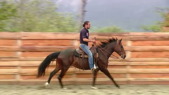 Uma, calul salvat de actorul Denis Stefan, a devenit speranta Romaniei la Campionatul European de Dresaj Western