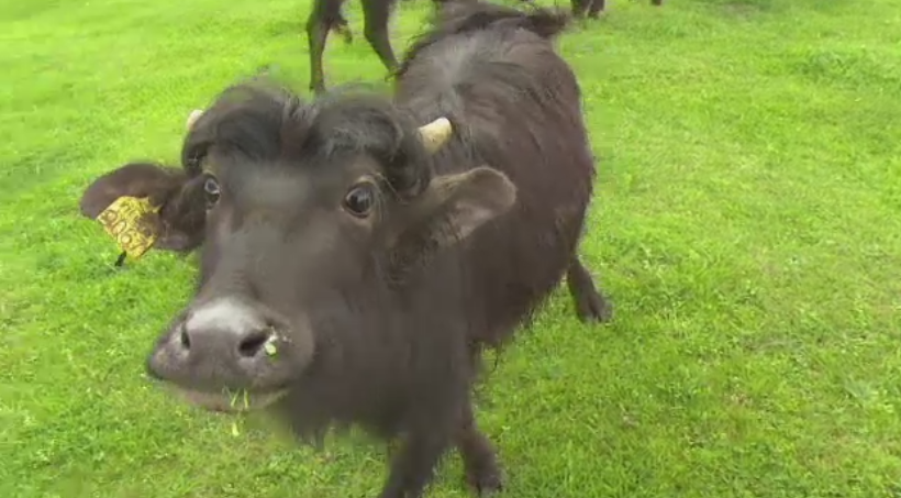 Fermierii sunt incurajati sa creasca bivoli. Suma pe care Ministerul Agriculturii o acorda pentru fiecare exemplar