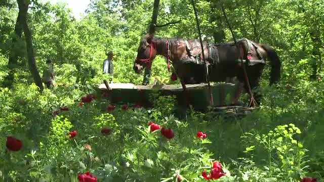 Cu calul si gratarul in mijlocul rezervatiei de bujori. Romanii iesiti la iarba verde nu au tinut cont de zona protejata