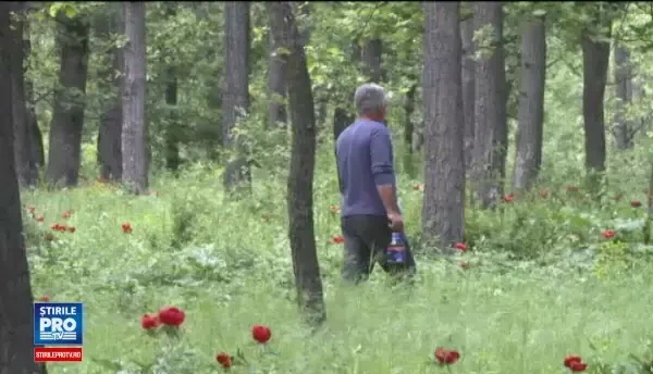 Cu calul si gratarul in mijlocul rezervatiei de bujori. Romanii iesiti la iarba verde nu au tinut cont de zona protejata