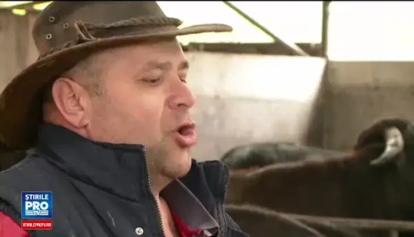 Fermierii sunt incurajati sa creasca bivoli. Suma pe care Ministerul Agriculturii o acorda pentru fiecare exemplar