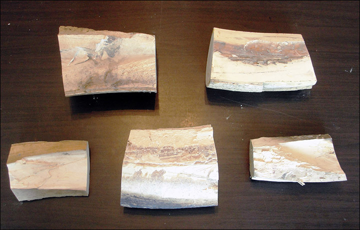 Vamesii rusi au oprit un barbat care incerca sa treaca in China cu fosile ascunse sub haina. Ce voia sa faca cu ele apoi