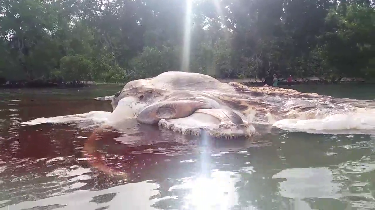Cercetatorii au identificat creatura de mare, gigant care a ajuns pe o plaja din Indonezia
