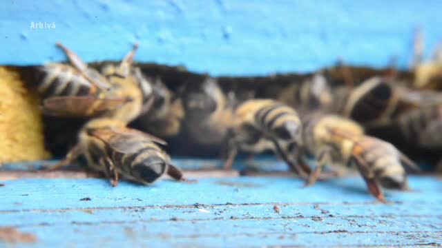 Dosar penal de ucidere din culpă după ce doi bărbaţi au murit înţepaţi de albine, în Buzău