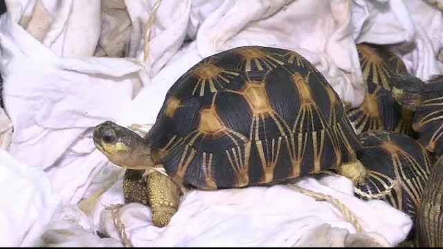 Vamesii din Kuala Lumpur au confiscat 325 de testoase stelate indiene. Reptilele valoreaza sute de mii de dolari