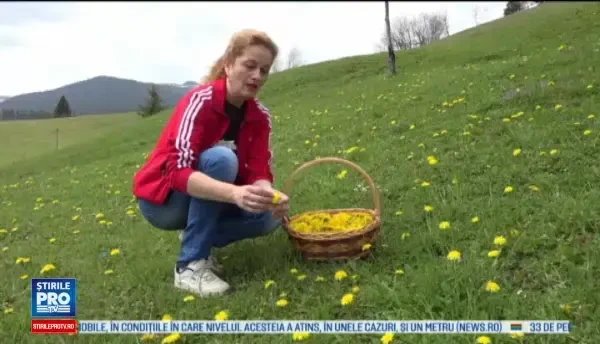 Floarea-medicament care le aduce profit localnicilor din Apuseni. Cu cat se vand papadiile pentru sirop si dulceata