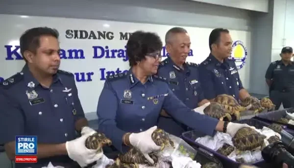 Vamesii din Kuala Lumpur au confiscat 325 de testoase stelate indiene. Reptilele valoreaza sute de mii de dolari