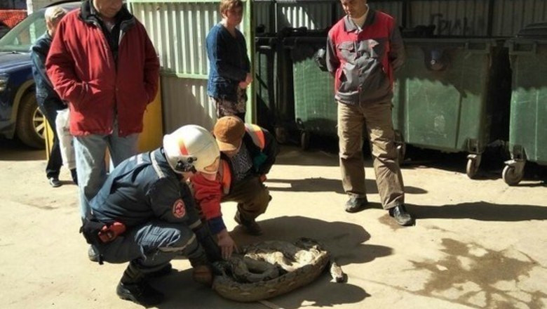 Piton urias, capturat la o ghena de gunoi din Moscova. Nimeni nu stie cum a ajuns reptila in oras