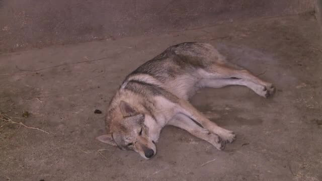 Lupul gasit in Parcul Nicolae Romanescu din Craiova este, de fapt, un caine lup cehoslovac. Reactia proprietarului