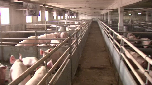 Romania, in topul importatorilor de carne de porc din UE, desi producatorii se lauda cu "cea mai buna calitate din Europa"