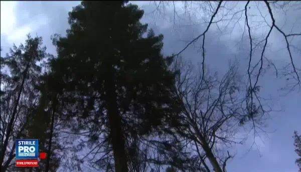 Parlamentul a legiferat defrisarile in padurile Romaniei. Cat de mici vor fi de acum sanctiunile pentru taieri ilegale