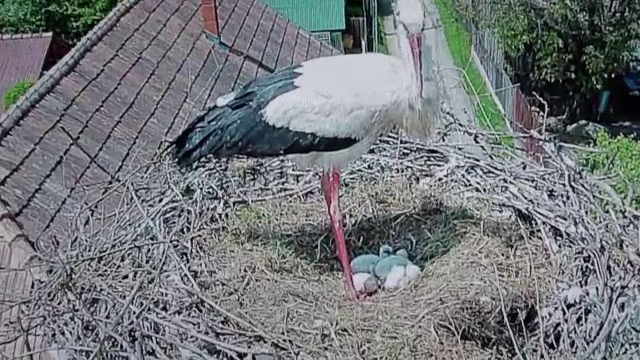 Trei pui de barza din Mures urmariti permanent de "fani", pe internet. Imaginile, transmise live de camera instalata in cuib