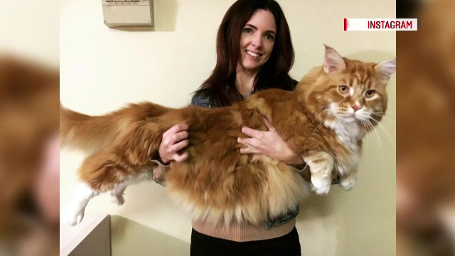 Cum arata pisica uriasa care aspira la titlul de "cea mai lunga pisica din lume" si care mananca zilnic carne de cangur