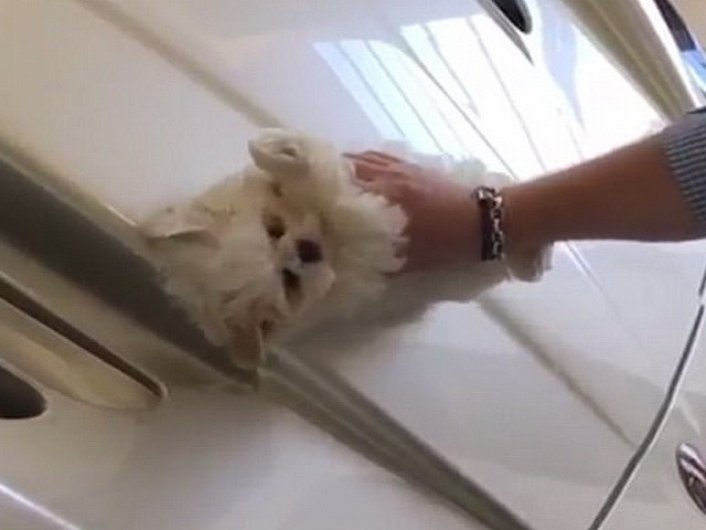 Un copil de bani gata din Marea Britanie isi foloseste cainele pe post de "carpa" pentru a-si lustrui bolidul. Video