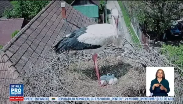 Trei pui de barza din Mures urmariti permanent de fani, pe internet. Imaginile, transmise live de camera instalata in cuib