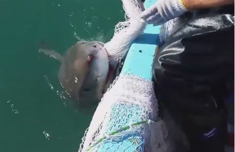 Momentul in care un pescar din Australia pocneste un rechin peste bot, suparat ca nu-i da drumul la navodul cu peste. VIDEO