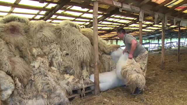 Solutia autoritatilor pentru ca lana sa nu mai fie aruncata la gunoi de ciobani. Crescatorii de oi spun ca nu ajuta la nimic