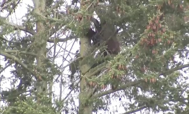 Politistii americani au supravegheat, timp de 11 ore, un urs catarat intr-un copac. Cum s-a terminat aventura