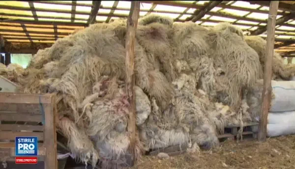 Solutia autoritatilor pentru ca lana sa nu mai fie aruncata la gunoi de ciobani. Crescatorii de oi spun ca nu ajuta la nimic