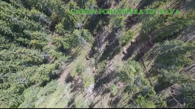 Urmarile dezastruoase ale deciziei parlamentarlior de a da verde jafului din paduri. Hotii au comis un "masacru" in Suceava