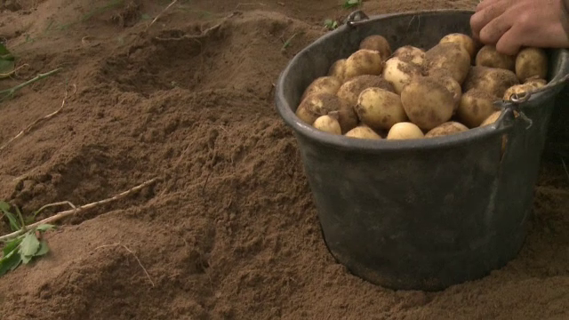 Primii cartofi noi romanesti au ajuns in piete cu o luna mai devreme. Tehnologia folosita in premiera de fermieri
