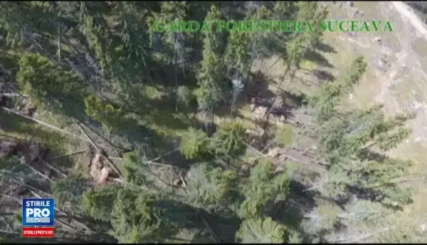 Urmarile dezastruoase ale deciziei parlamentarlior de a da verde jafului din paduri. Hotii au comis un masacru in Suceava