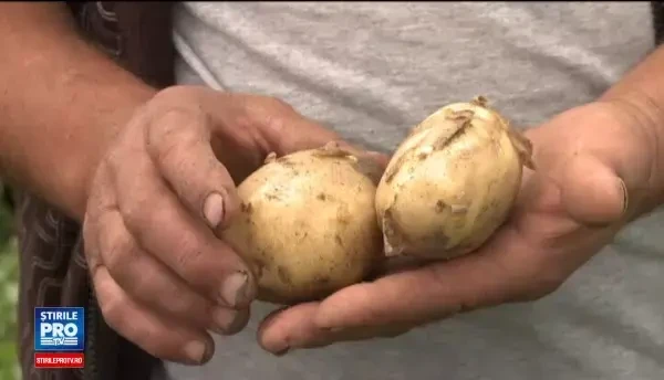 Primii cartofi noi romanesti au ajuns in piete cu o luna mai devreme. Tehnologia folosita in premiera de fermieri