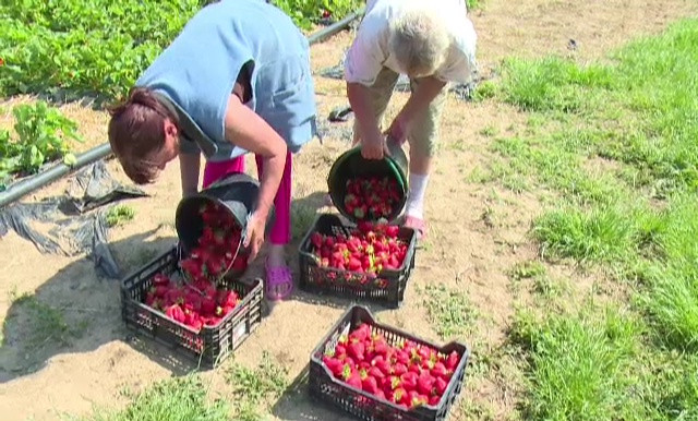 Au aparut primele capsuni romanesti, insa nu prea mai are cine sa le culeaga in tara. Cu ce sume sunt platiti muncitorii