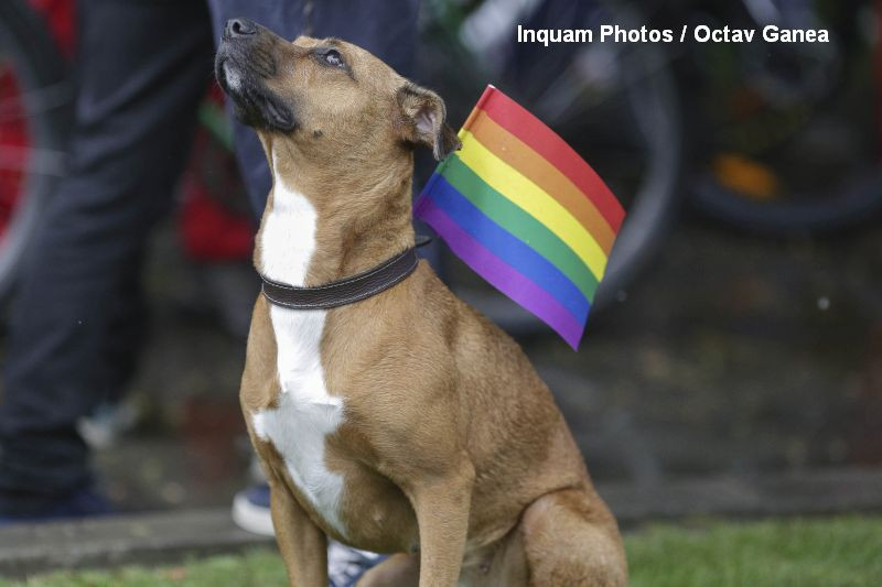 "Marsul Diversitatii" si "Marsul Normalitatii" in Capitala