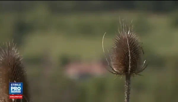 Comuna cu 2.000 de locuitori, fara canalizare, in care s-au facut 8 parcuri. Sunt mai multe decat sate, s-au mancat banii